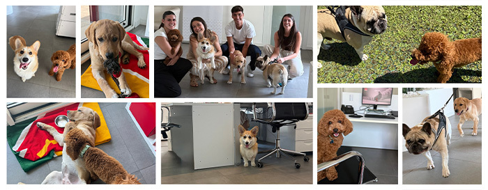Pet Day Business Defence