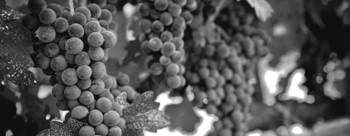 Vendemmia in tempo di crisi. Come il Belpaese difende i suoi primati vinicoli.