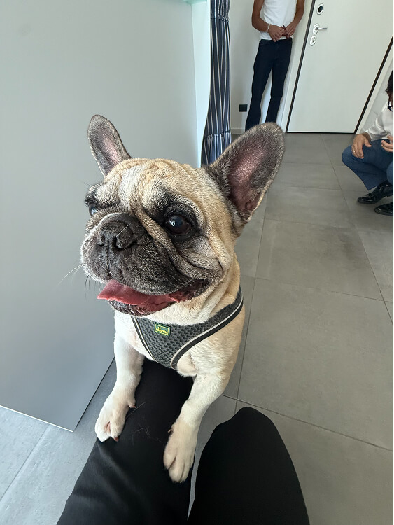 Pet Day Business Defence