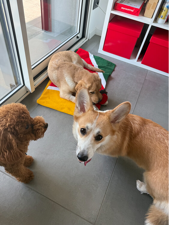 Pet Day Business Defence