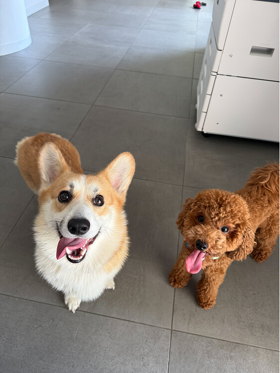 Pet Day Business Defence