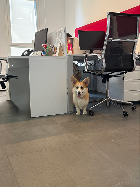 Pet Day Business Defence