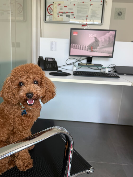 Pet Day Business Defence