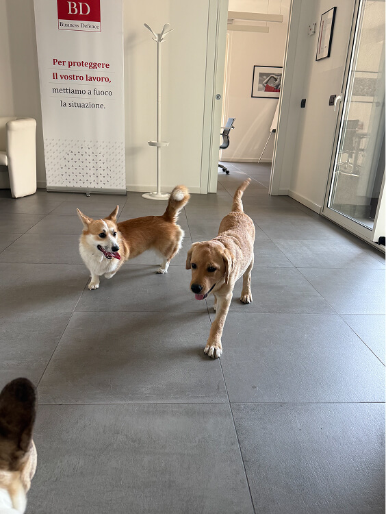 Pet Day Business Defence