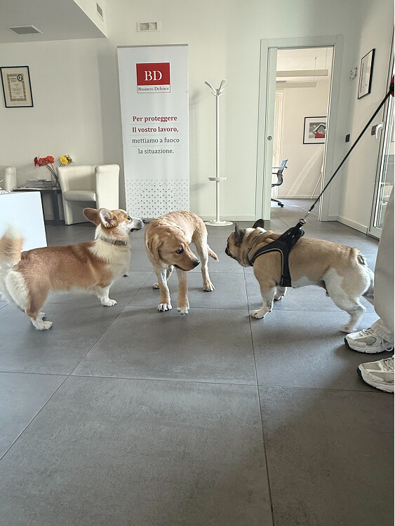 Pet Day Business Defence