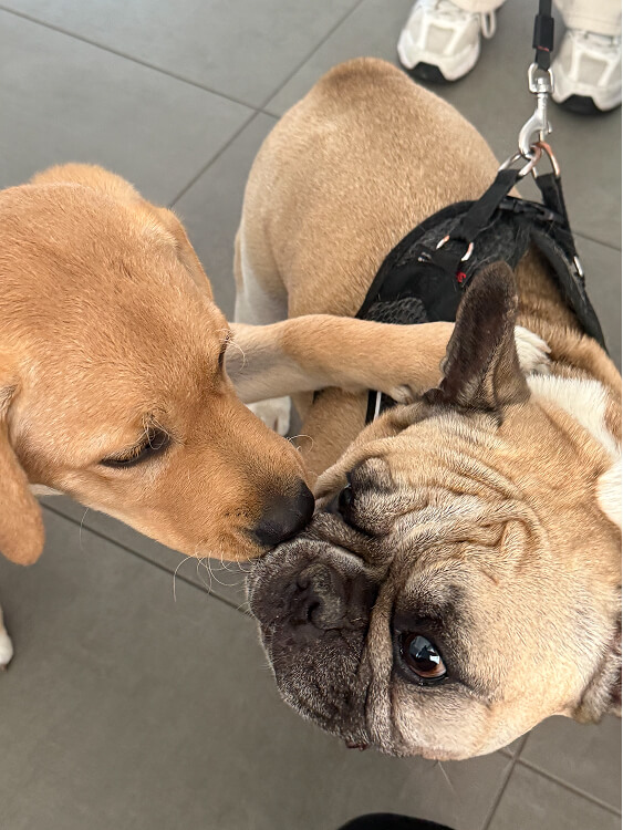 Pet Day Business Defence