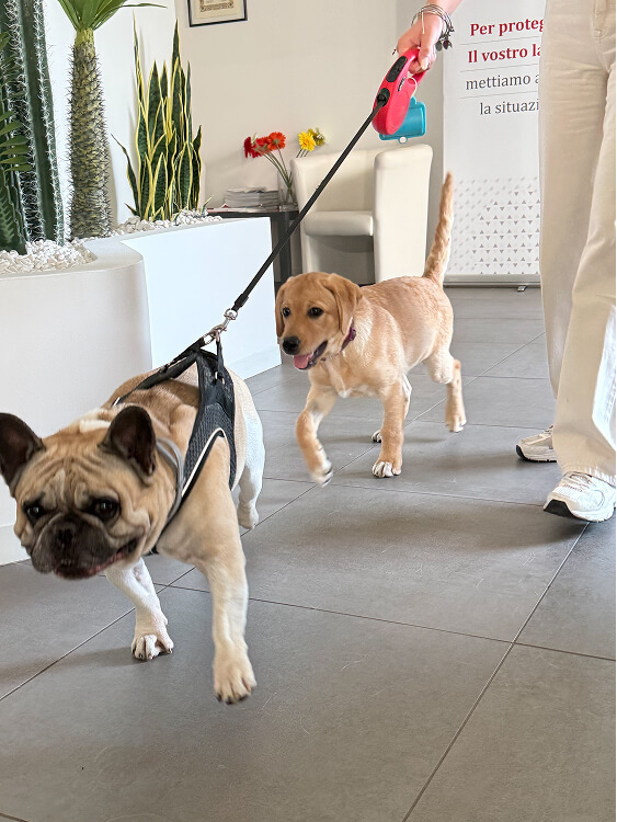Pet Day Business Defence