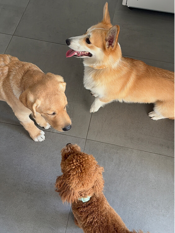 Pet Day Business Defence