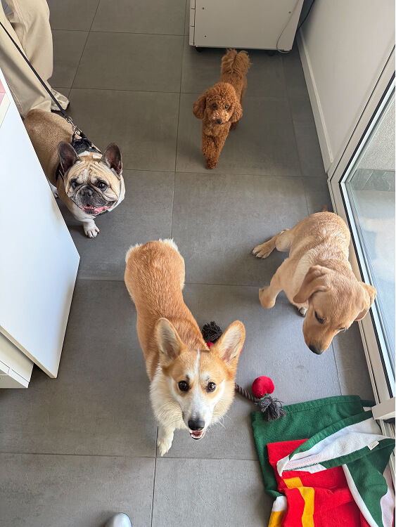 Pet Day Business Defence