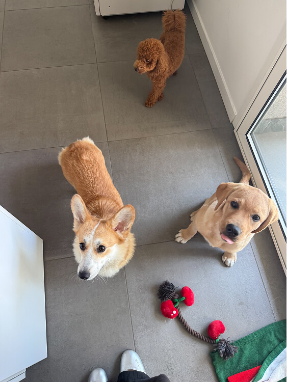 Pet Day Business Defence