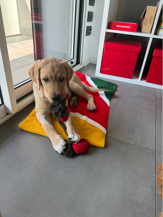 Pet Day Business Defence