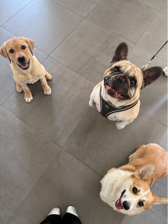 Pet Day Business Defence