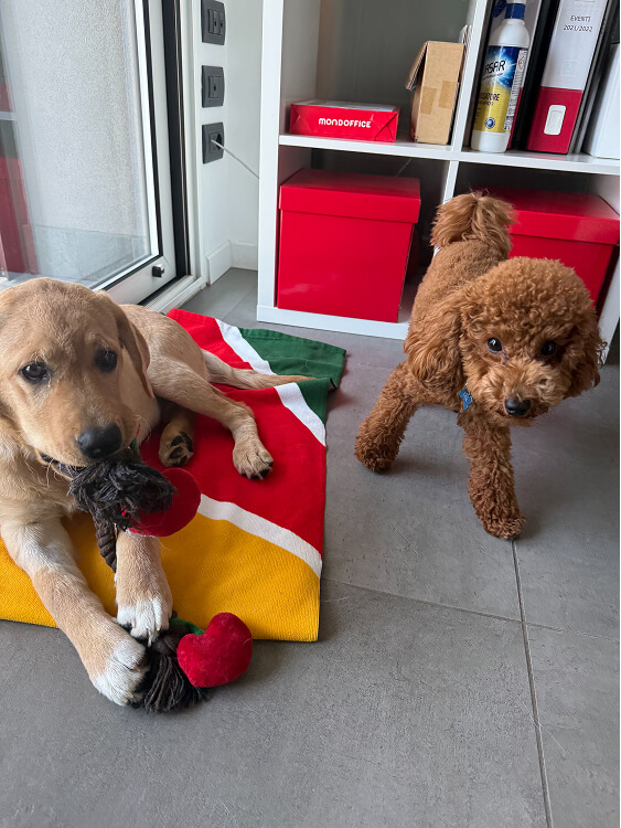 Pet Day Business Defence