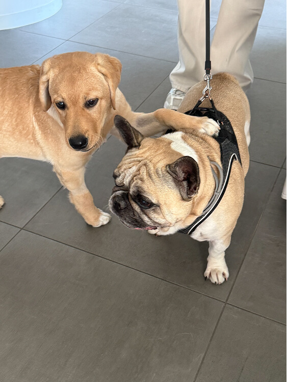 Pet Day Business Defence