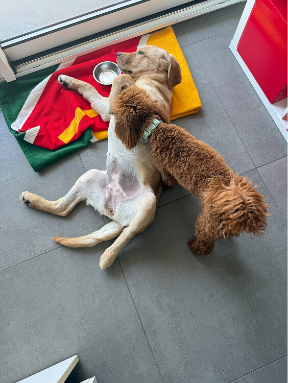 Pet Day Business Defence