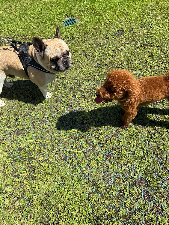 Pet Day Business Defence