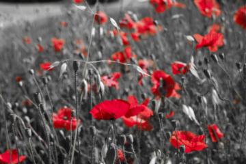 Con la primavera sbocciano nuove offerte